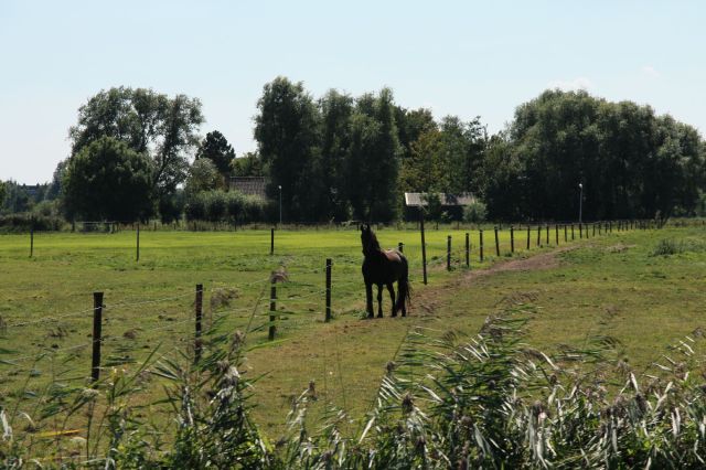 2009-08-Holandsko > obr (74)